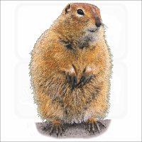 Arctic Ground Squirrel fine art print