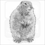 Arctic Ground Squirrel