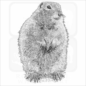 Arctic Ground Squirrel