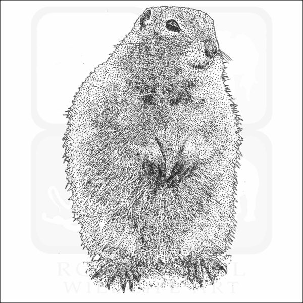 Arctic Ground Squirrel