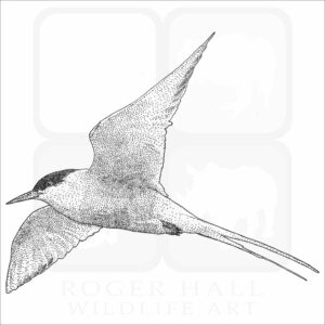 Arctic Tern