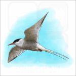 Arctic Tern illustration
