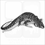 Argentine Black & White Tegu
