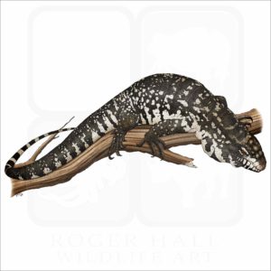 Argentine Black & White Tegu illustration