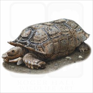 Argentine Tortoise illustration