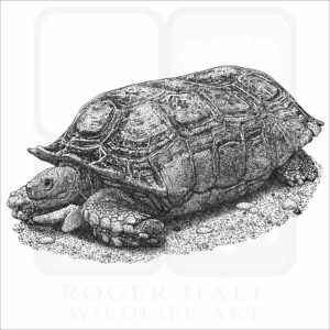 Argentine or Chaco Tortoise