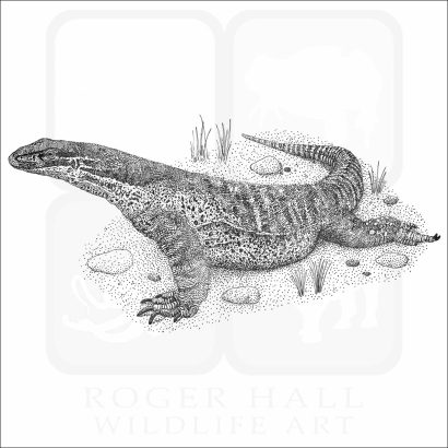 Argus or Yellow-Spotted Monitor Lizard