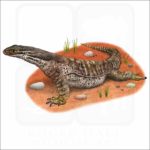 Argus Monitor Lizard illustration