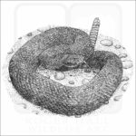 Arizona Black Rattlesnake