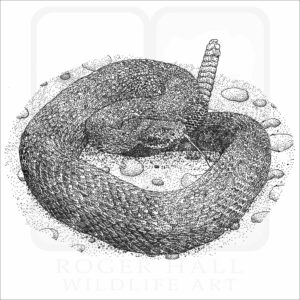 Arizona Black Rattlesnake