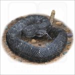 Arizona Black Rattlesnake illustration