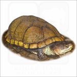 Arizona Mud Turtle illustration
