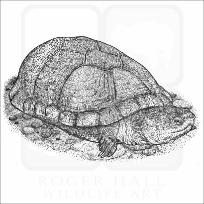 Arizona Mud Turtle