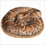 Arizona Ridge-Nosed Rattlesnake illustration