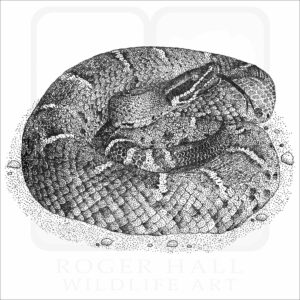 Arizona Ridge-Nosed Rattlesnake