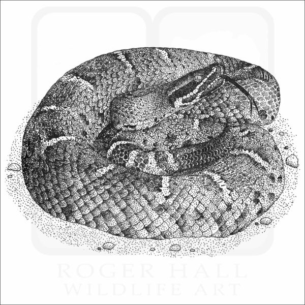 Arizona Ridge-Nosed Rattlesnake