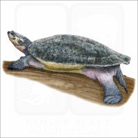 Arrau River Turtle illustration