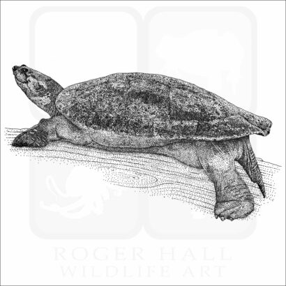 Arrau River Turtle