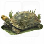 Asian Forest Tortoise illustration