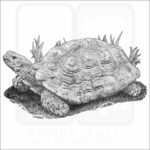 Asian Forest Tortoise