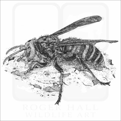Asian Giant Hornet