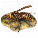 Asian Giant Hornet illustration