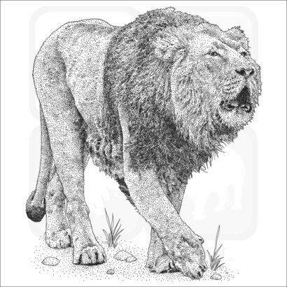 Asiatic Lion