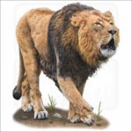 Asiatic Lion illustration