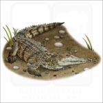Australian Freshwater Crocodile illustration