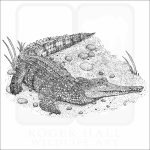 Australian Freshwater Crocodile