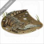 Australia Freshwater Crocodile stock art