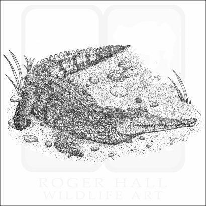 Australian Freshwater Crocodile