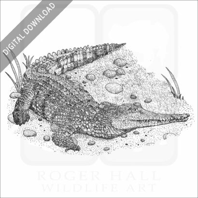 Australia Freshwater Crocodile