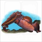 Australian Giant Cuttlefish illustration