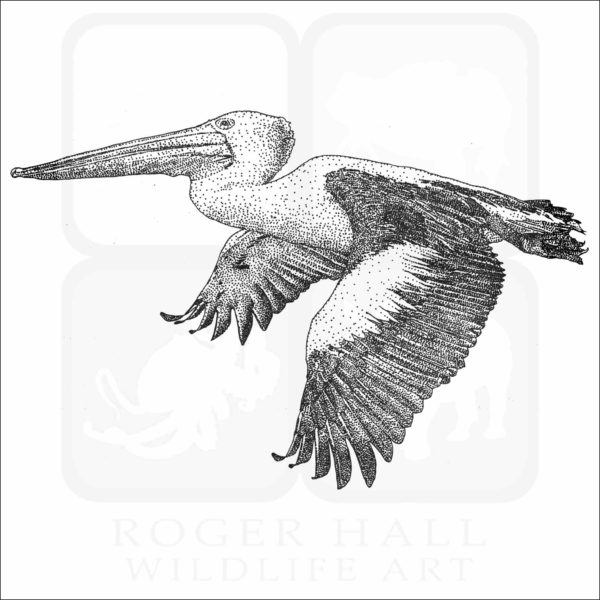 Australian Pelican