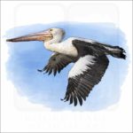 Australian Pelican illustration