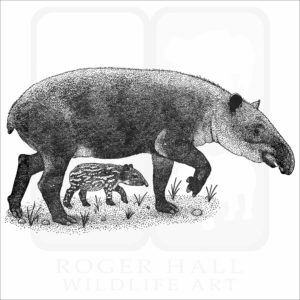 Baird's Tapir