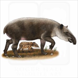 Baird's Tapir illustration