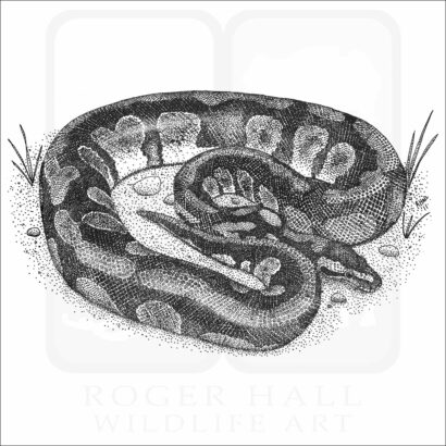 Ball Python