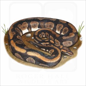 Ball Python illustration