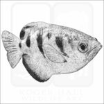 Banded Archerfish