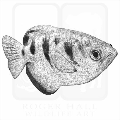 Banded Archerfish