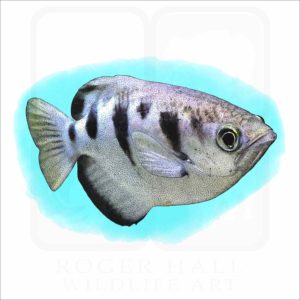 Banded Archerfish illustration