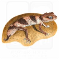 Banded Knob-tailed Gecko illustration