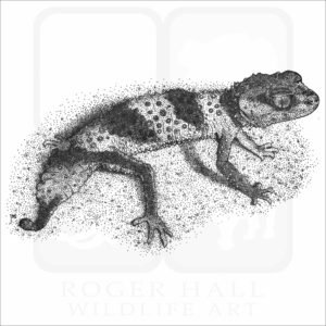 Banded Knob-Tailed Gecko