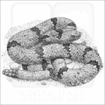 Banded-Rock Rattlesnake