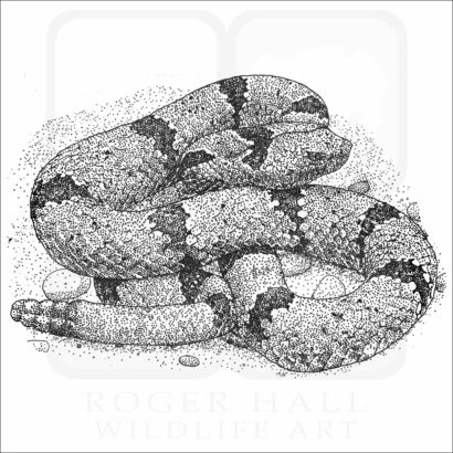 Banded-Rock Rattlesnake