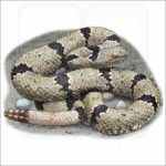 Banded-Rock Rattlesnake illustration