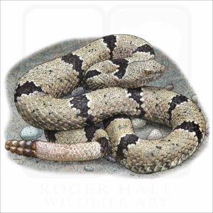 Banded-Rock Rattlesnake illustration