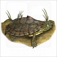 Barbour's Map Turtle illustration